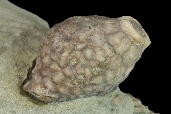 Fossil Crinoid (Macrocrinus) Calyx - Crawfordsville, Indiana #132802